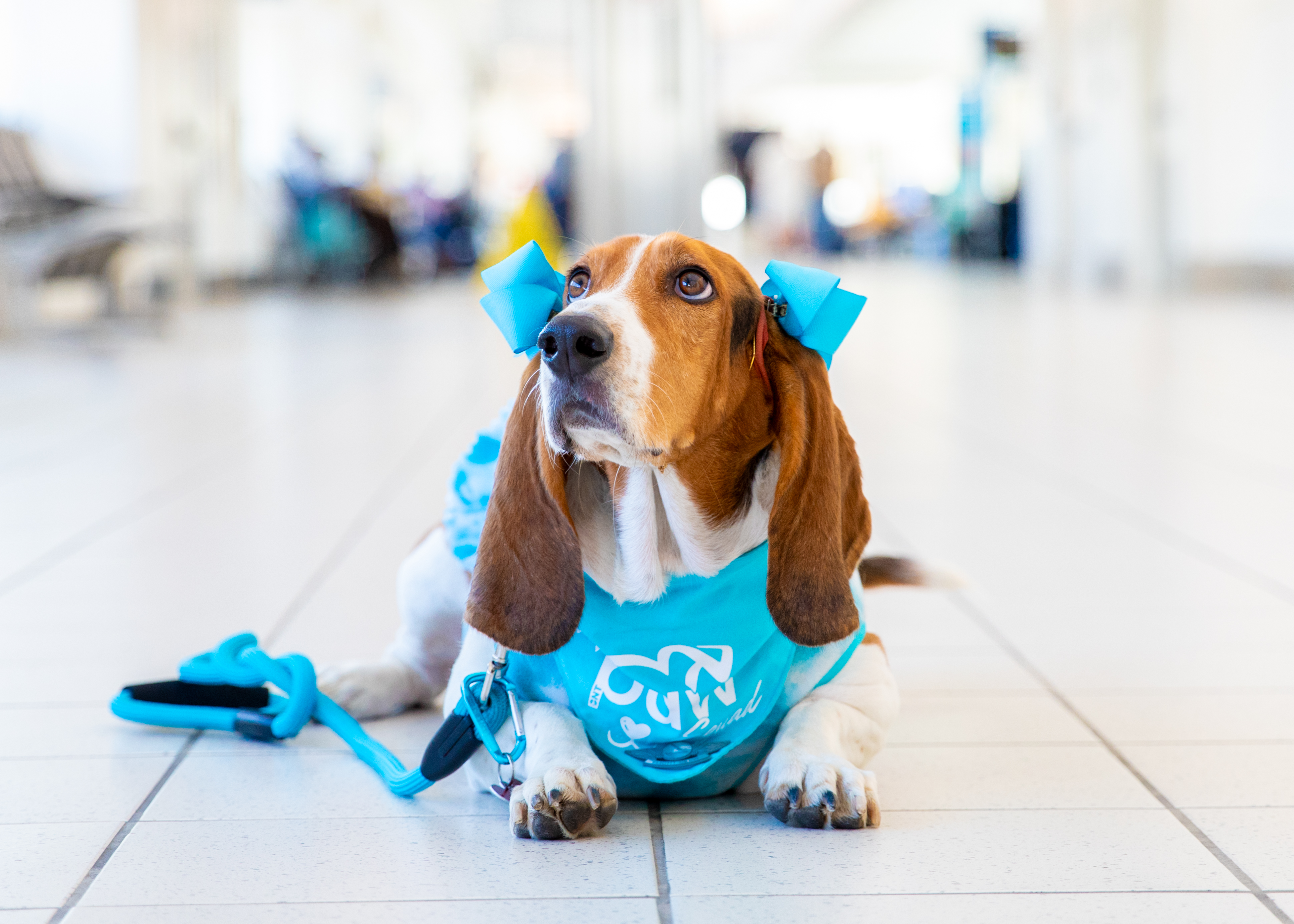 A Basset hound poses at an ONT terminal while wearing blue bows and a blue ONT Paw Squad bandana.