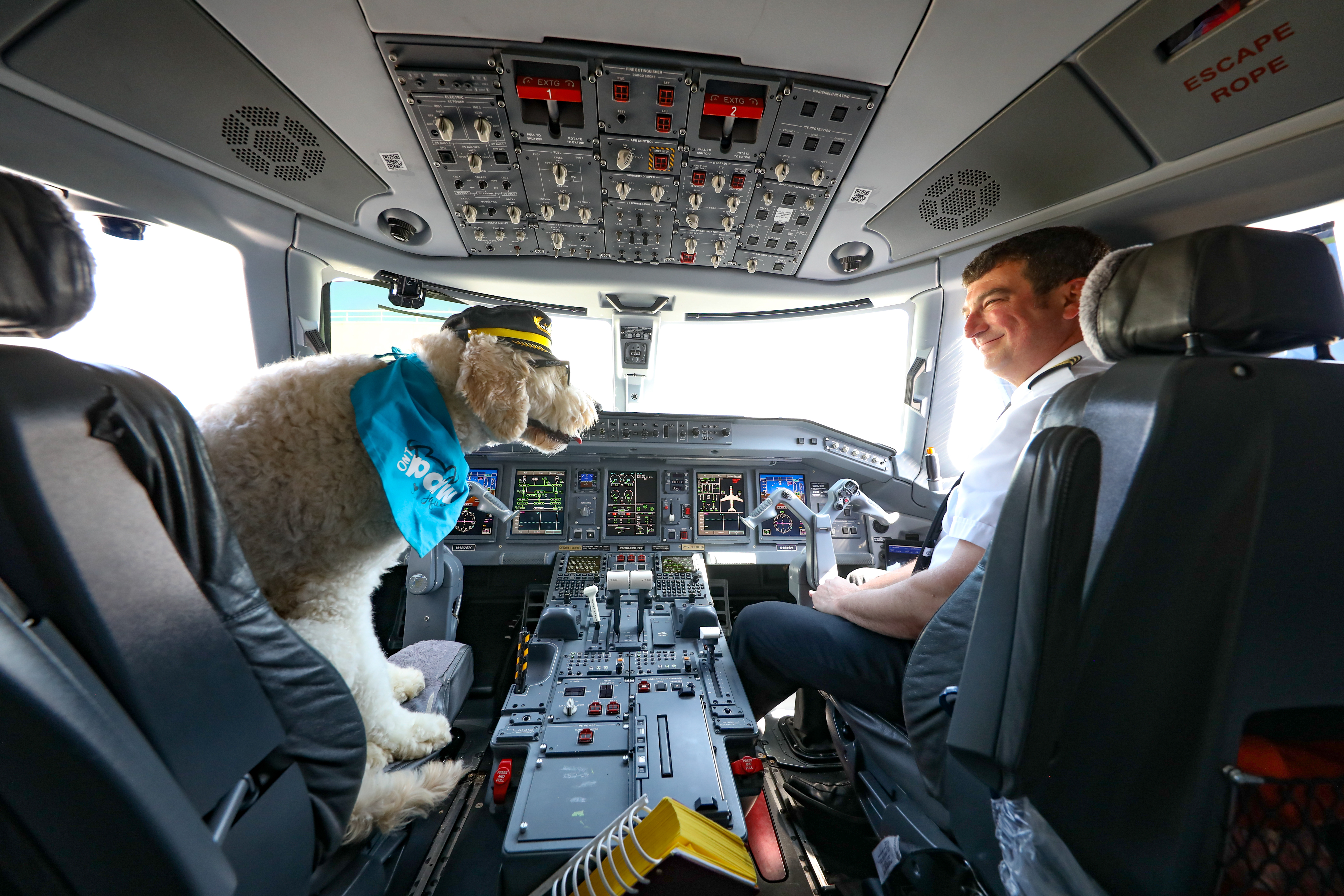 A large white dog wearing a pilot's hat and blue ONT Paw Squad bandana sits in the cabin of an aircraft looking at the pilot.