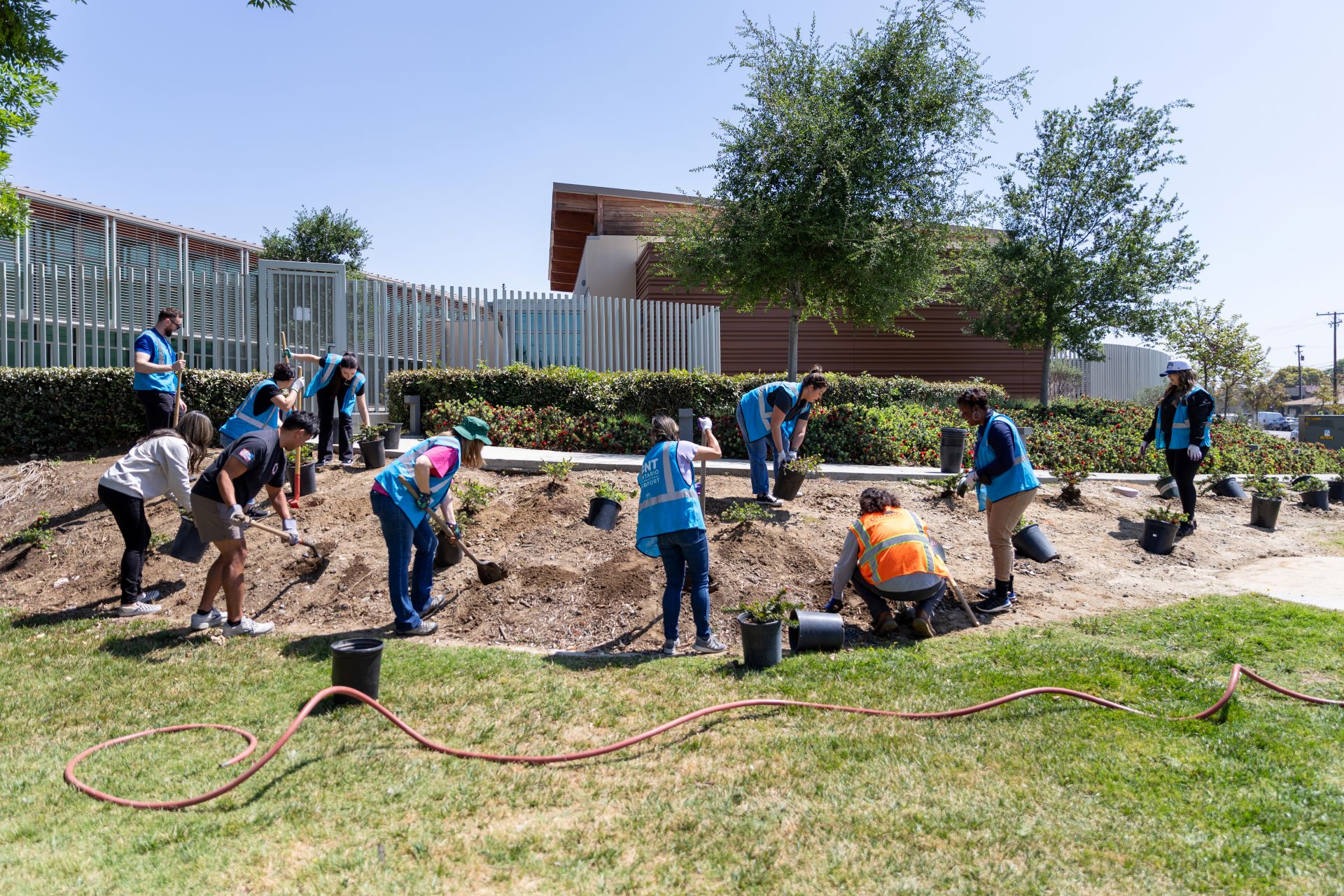 A dozen ONT workers wearing blue vests plant small trees on the side of a park hill.